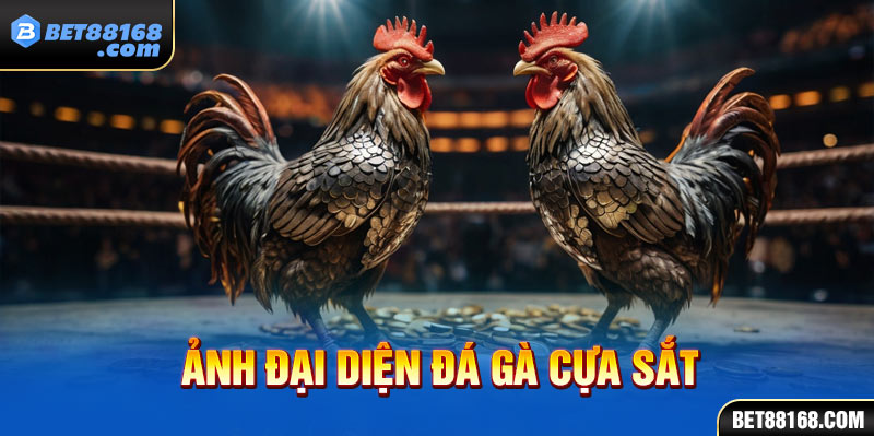 ảnh đại diện đá gà cựa sắt