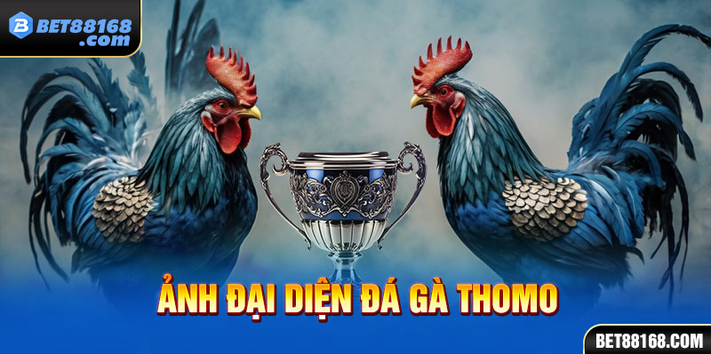 ảnh đại diện đá gà thomo