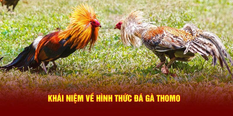 Tìm hiểu khái niệm về hình thức chọi kê mới - Đá gà Thomo